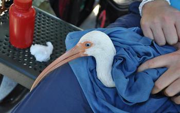 White ibis  being examined
